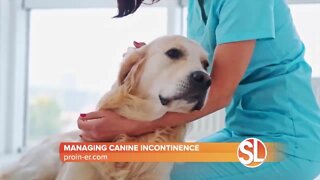 Managing canine incontinence with Proin-ER