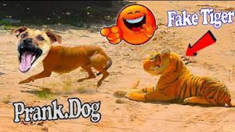 Fake Tiger Prank Dog So Funny | Fake lion vs real dog prank