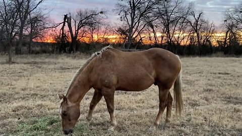 Texas Sunrise With Horses - Just A Morning Visit With Horses Eating