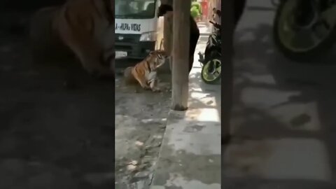 Mexico: Tiger Caught Roaming Around Town