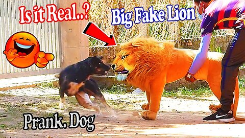 Troll prank Dog funny & fake Lion and Fake Tiger prank to dog & huge box prank to Dog😁