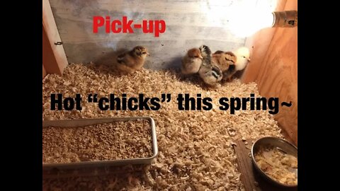 Picking up "hot chicks" in the Spring! A morning stroll.