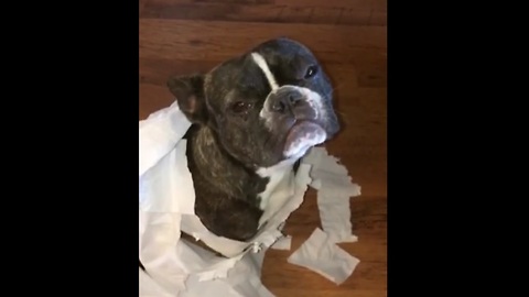 French Bulldog Gets Sold Out By His Best Friend