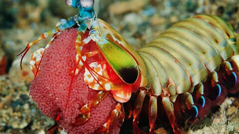 The Mantis Shrimp