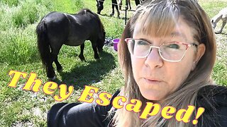 I Made A Huge Mistake Taking Care Of Our Horses On My Own!