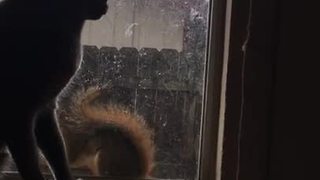 Glass window separates cat and squirrel playtime