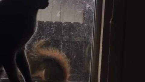 Glass window separates cat and squirrel playtime