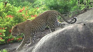 Male Leopard Posing on a Rock