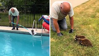 Remarkable people save baby raccoon from near-drowning in pool