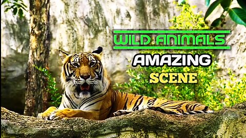 Wild Animals| Wild Animals Amazing Scenes.