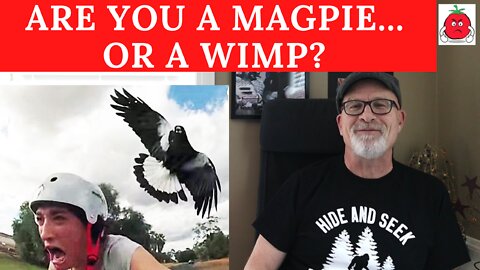 ARE YOU A MAGPIE... OR A WIMP?