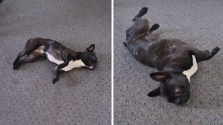 Silly Dog Decides To Roll Around On A Pea