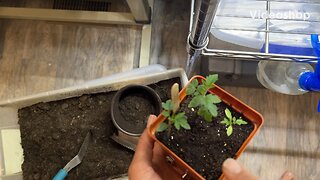 Starting seeds - separating seedlings into individual pots - it’s time to start your garden!