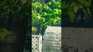 Cute squirrel ontop a shed