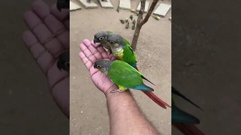 Feeding Birds coorg nisargadhama #shorts #funny #birds #reels