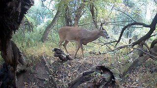 Trail Camera: Whitetail Buck