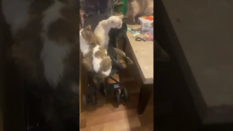3 Cat’s Fail at Riding in a Stroller