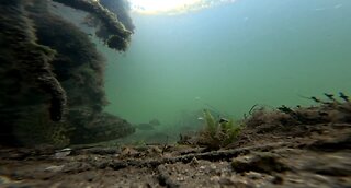 Tail torn Goliath Grouper swallows Spider Crab