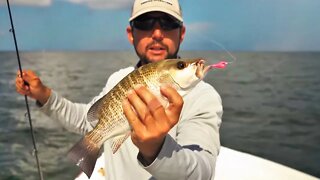 How to catch Mangrove Snapper in the Tampa Bay Shipping Channel