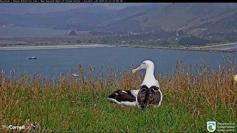 Mom(YRK) returns and takes over incubating duties for Dad(OGK). 1-22-20