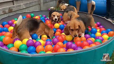 TOP 10 Beagle Dog Parties Ft. Louie & Marie Louie The Beagle