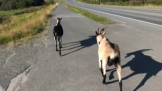 goat gets silly when running