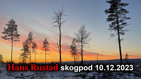 Skogpod 10. desember 2023