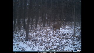 Deer in January