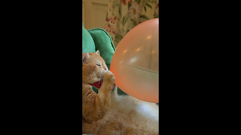 Cat blowing balloon 💭 🎈