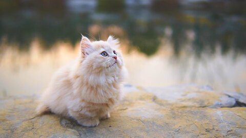 Walk with the baby kitten by the lake.