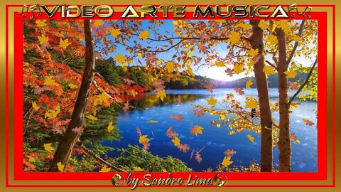 PROJETO GRÁTIS: Linda Floresta No Outono | Beautiful Forest In Autumn | MÚSICA : “Bossa de Outono”