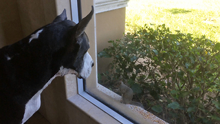 Great Dane and cats fascinated by fearless squirrel