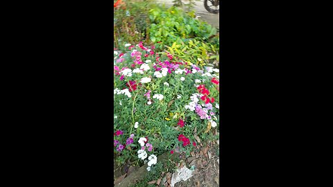 Bangladeshi Flower Garden