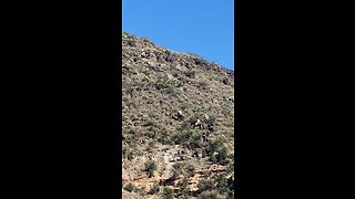 Horse flips over during mountain lion hunt