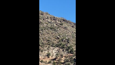 Horse flips over during mountain lion hunt