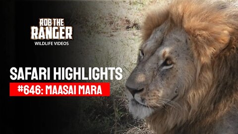 Safari Highlights #646: 08 & 09 January 2022 | Maasai Mara/Zebra Plains | Latest Wildlife Sightings