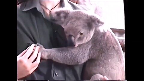 Australia - Super cute Koalas - Funny Koala Bears 20/2/2000