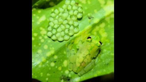 The glass frog