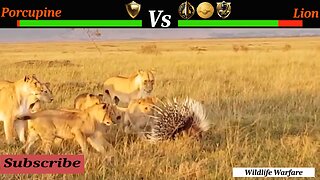 UNSTOPPABLE Porcupine Outlasts LION in Wildlife Warfare!