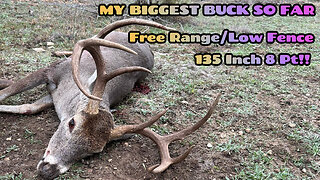 135 INCH 8 POINT WHITETAIL BUCK. LOW FENCE/FREE RANGE TEXAS DEER!!! #hunting