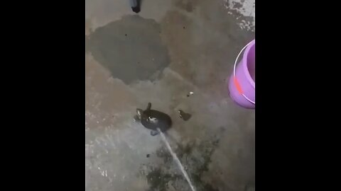 turtle dance