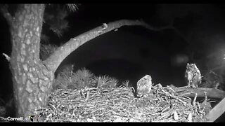 Mom Returns With a Midnight Rat Snack 🦉 2/23/22 23:36