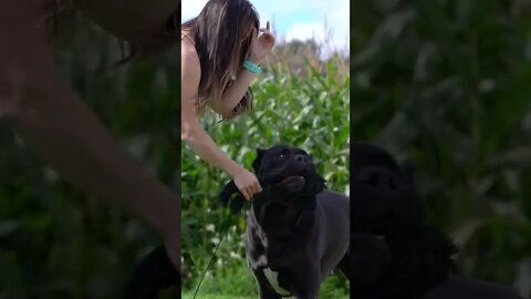 GIANT 155lb Cane Corso Playing With Small Woman #shorts