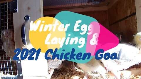 Winter Chicken Laying and 2021 Chicken Goals