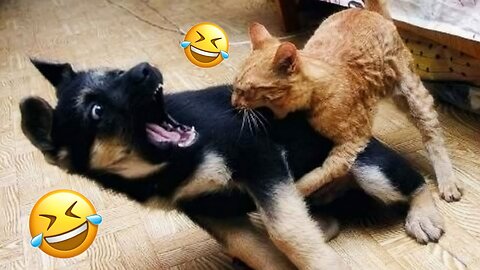 Funny Animal Videos 2023 😂 - Funniest Cats And Dogs Video 😺😍