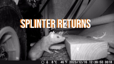 Splinter's Back!