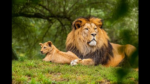 Animal Talents: National Geographic Forest and Jungle Tour