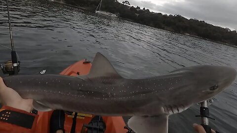 Gummy Shark on the Hobie Kayak