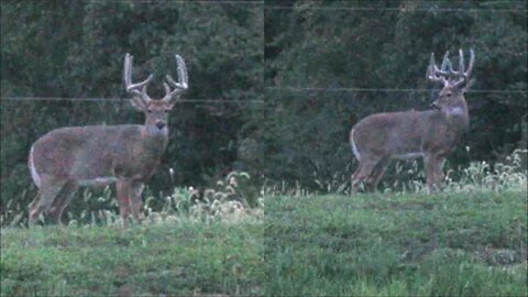 Big Illinois Velvet Buck! When land management starts paying you back...