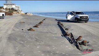 Mysterious Object Emerges on a Florida Beach